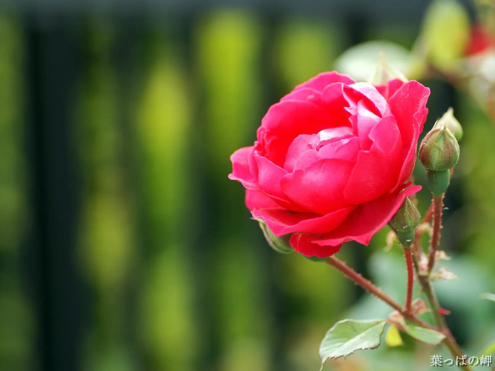 这二十幅极品花卉越看越醉,超好看又耐看的花卉图