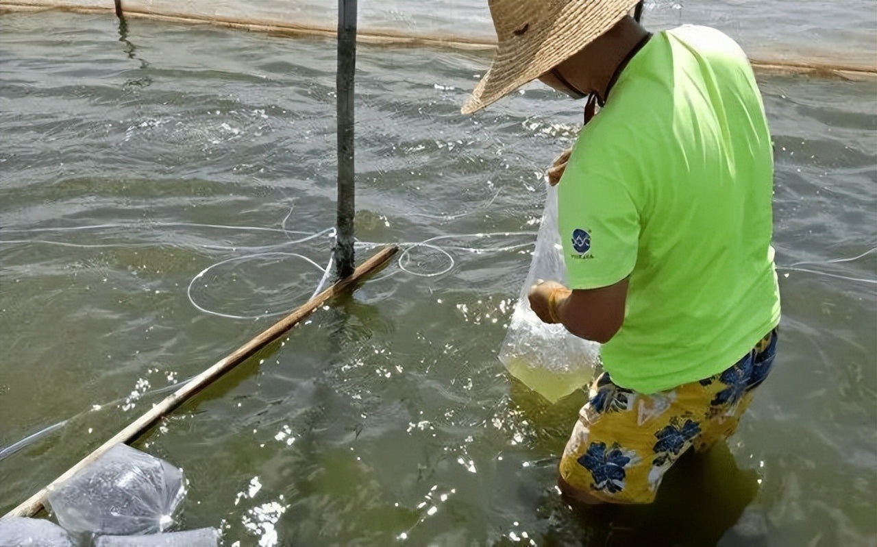 泥鳅水花常见病害及解决方法,泥鳅黄鳝的养殖技术和病害