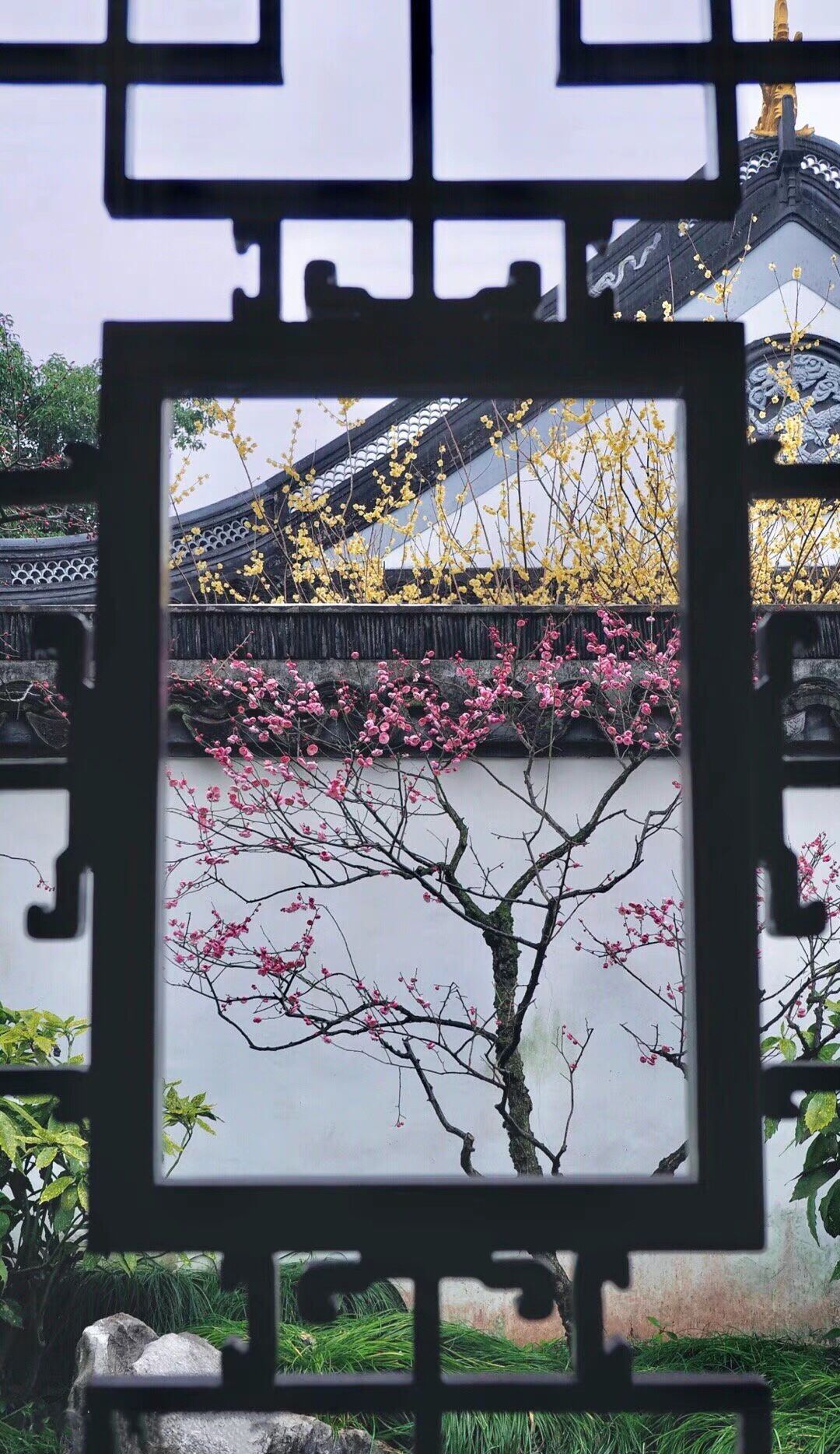 篱菊抱香死，化入岁寒枝——腊梅，腊月之花，凌寒早放，傲骨天香