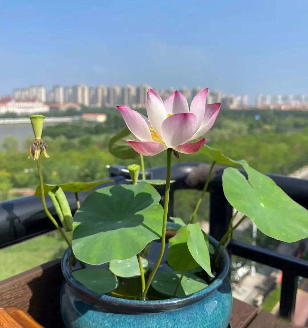 种什么花一年四季开花还好打理,南方一年四季蔬菜播种时间表