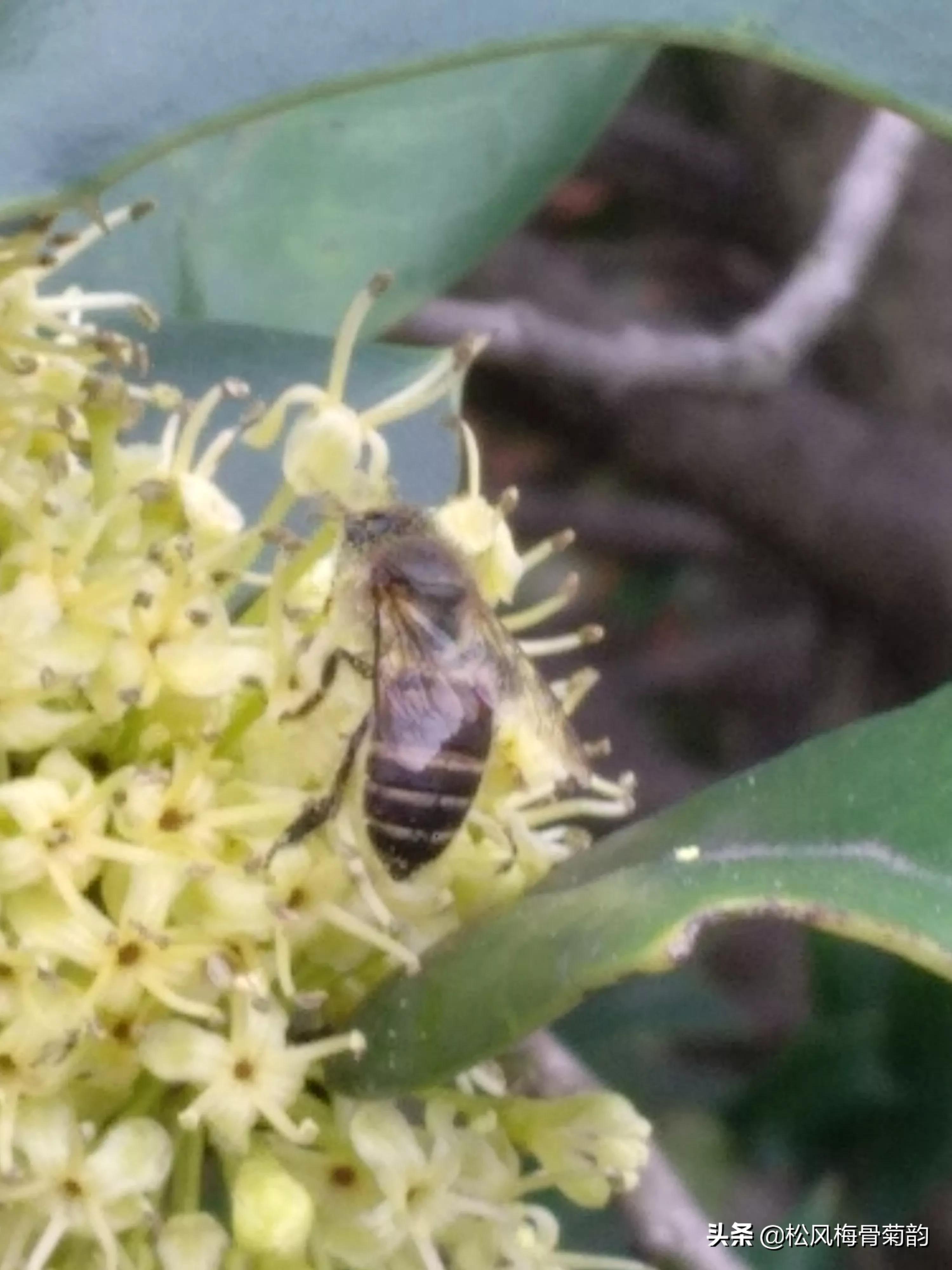 猫儿刺花香,猫儿刺为什么开花不结果