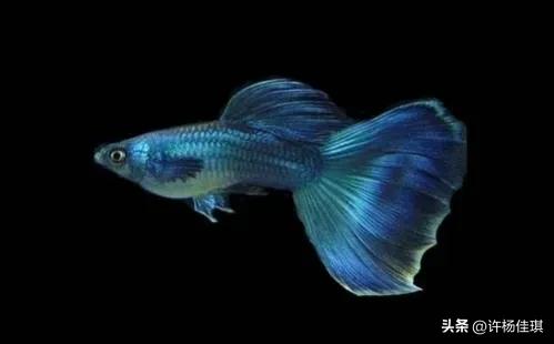 孔雀鱼品种详细介绍大全附图,最能繁殖的孔雀鱼是哪种品种