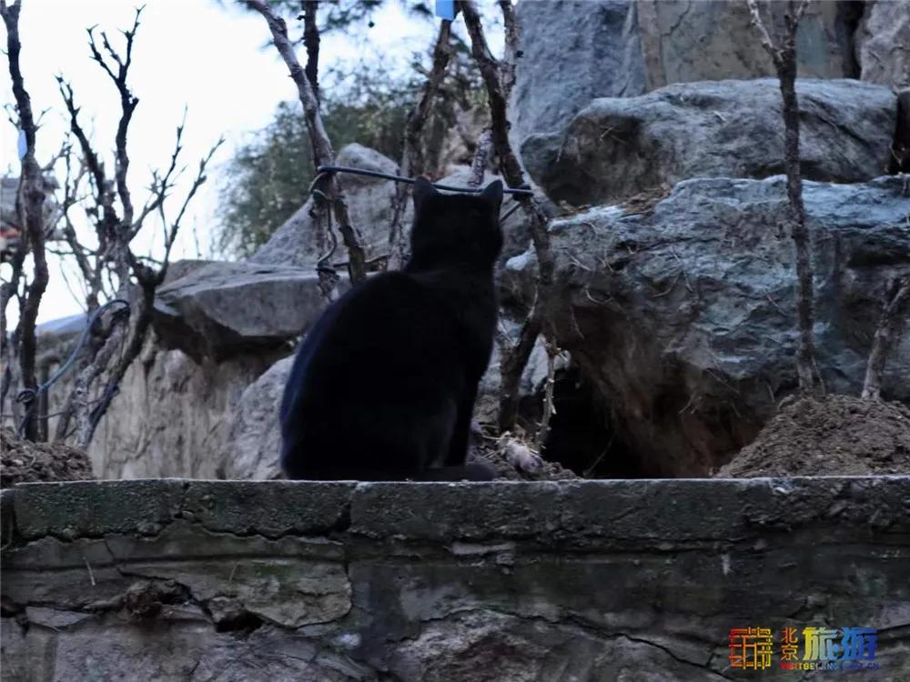 北京故宫的猫为什么叫御猫,故宫最萌的猫是什么猫