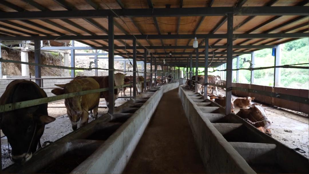 乡村振兴|李学荣:回乡创业,养牛过上“牛”日子