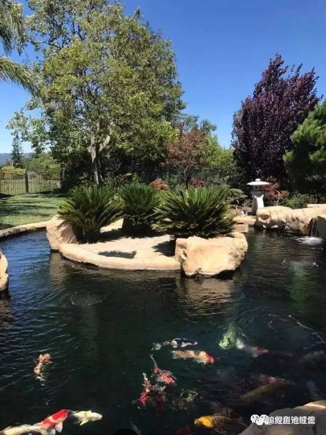 锦鲤尾巴长得慢怎么办视频,国产锦鲤为什么长得慢