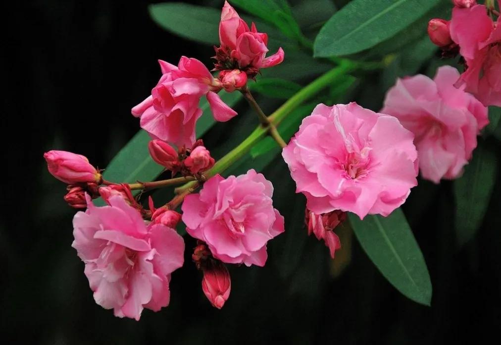 春夏之交，越来越多的花含苞欲放，这一百种娇媚蓓蕾真是美不胜收