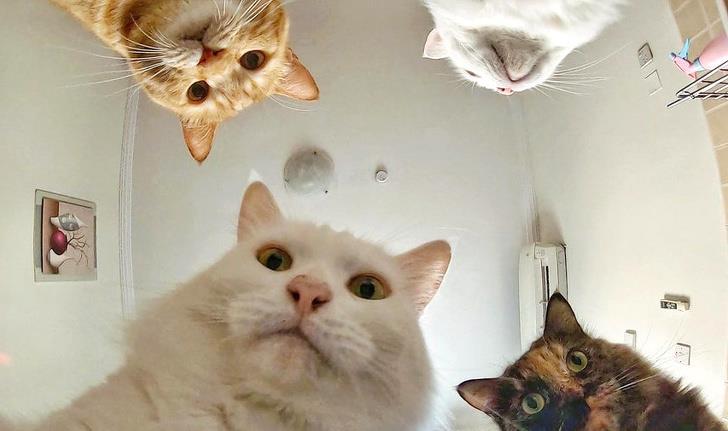 一组猫咪的迷惑行为图片,那些可爱到爆的猫咪照片