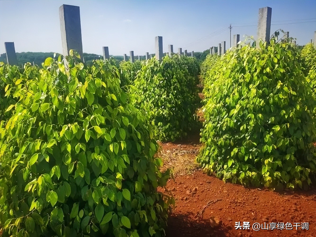 白胡椒作为香料的主要作用,香料黑胡椒的最佳绝配是什么