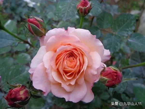 黄色系藤本月季哪个品种好,适合海南种的藤本月季品种