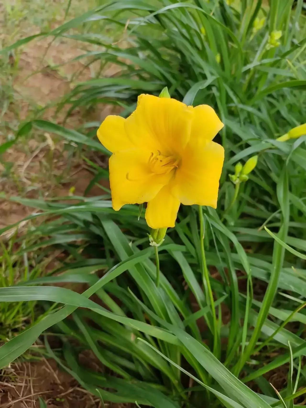 优美的萱草花,大花萱草好看的品种
