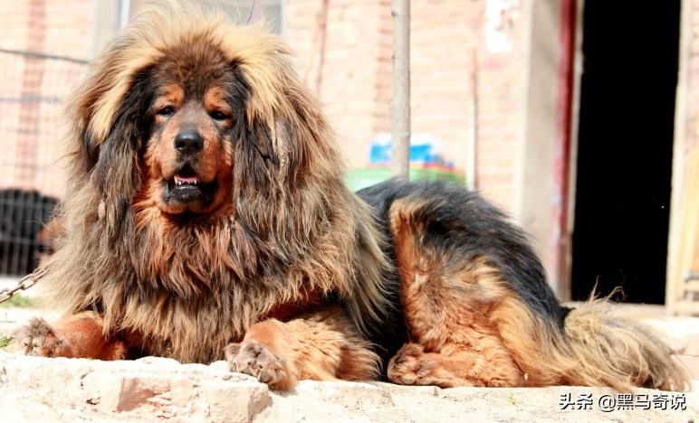 纯种野生藏獒濒临灭绝,藏獒这10年来都经历了啥