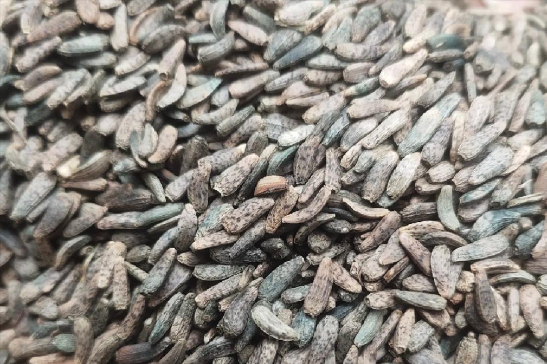 日本牛蒡从哪里进口,日本牛蒡