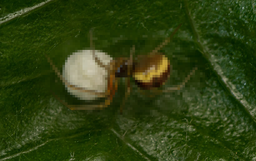 有些雄性动物交配后，为何会自断阴茎？一点后路也不给自己留么？