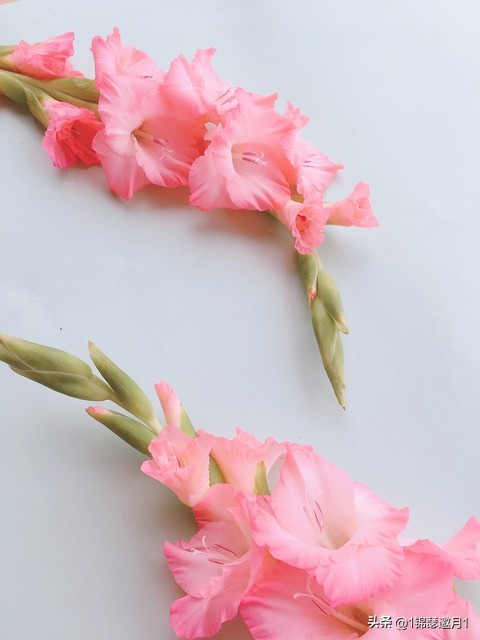 剑兰花最美图片,剑兰花的摄影图片