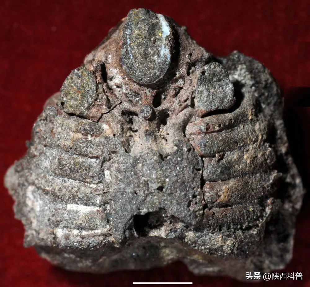 辟谣人类中耳由鱼鳃演变而来,人类中耳从鱼鳃演变过程