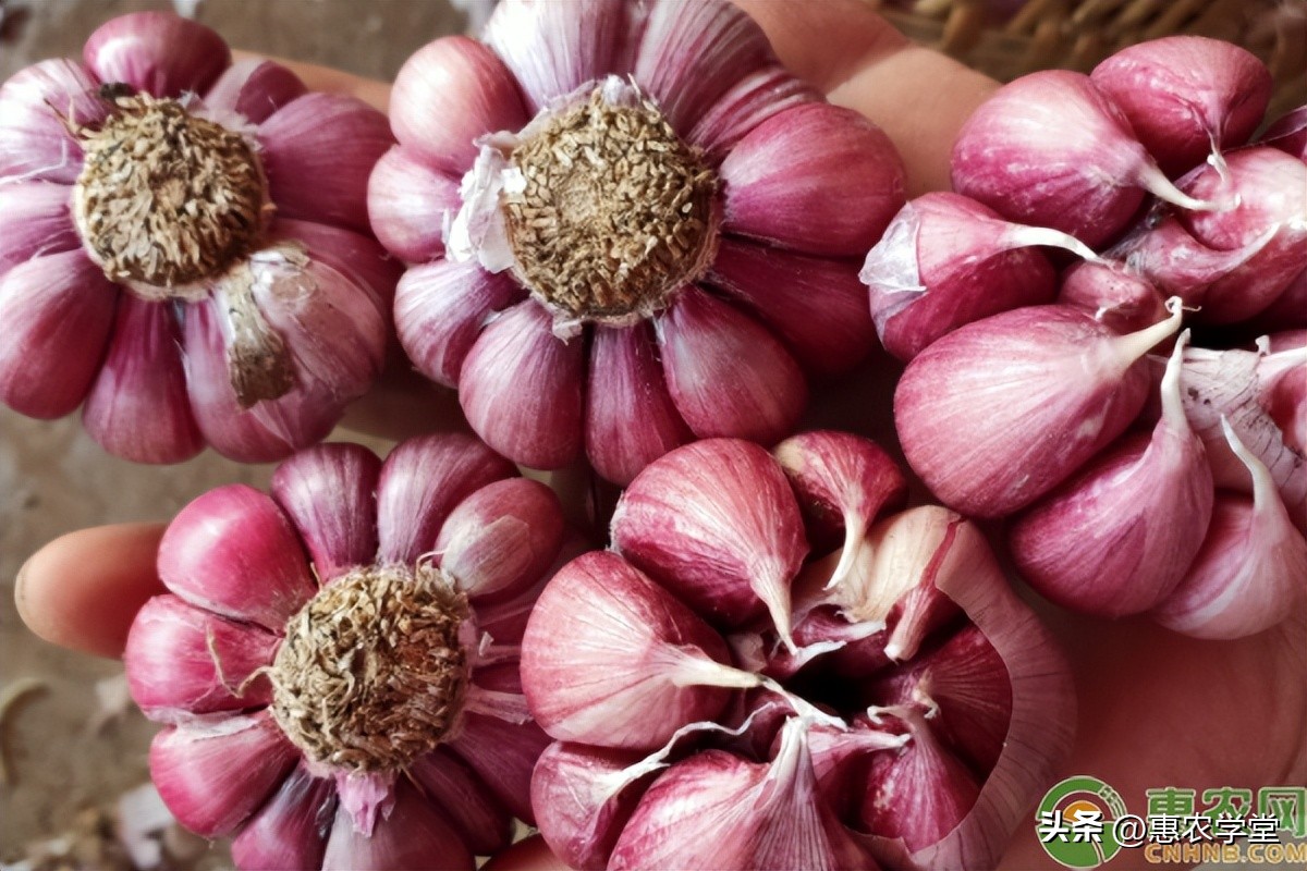 2023年大蒜价格能卖到多少钱1斤,2024年大蒜价格预计多少钱一斤