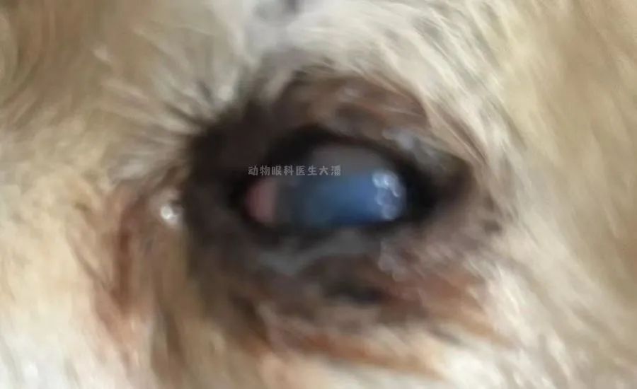 犬眼睛结膜炎视频,犬角膜穿孔一定要手术吗