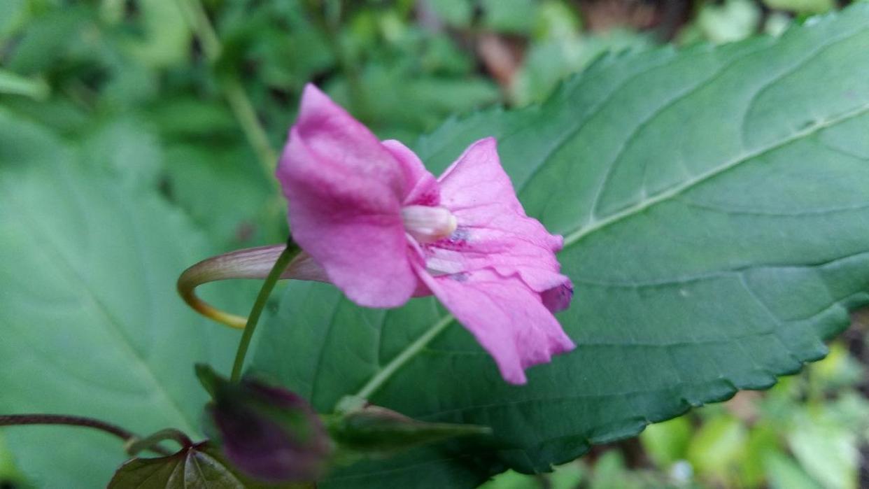 看看花市最受欢迎的6种花,这5种花再好看也别乱养