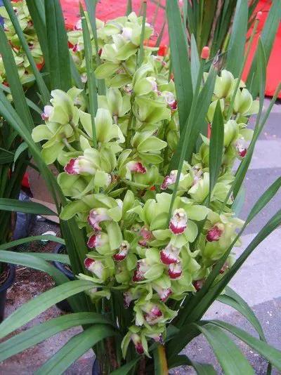 十大名贵兰花葱兰和韭兰的区别,十大名贵兰花视频