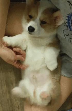 狗狗没有安全感的8个表现，中的越多越，说明宠主越要注意