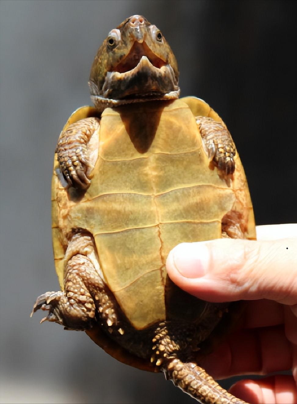 男子在臭水沟捡到一只乌龟,男子在河边捡到两只大乌龟