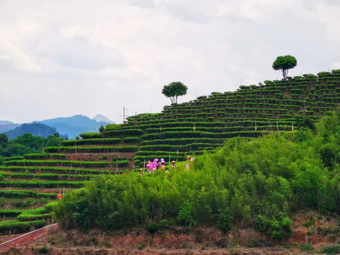 双洋南洋水仙在洋作者：詹鄞森
