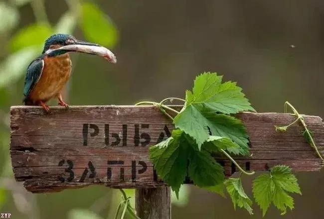 20张让人感叹的动物图片,难得一见的动物照片
