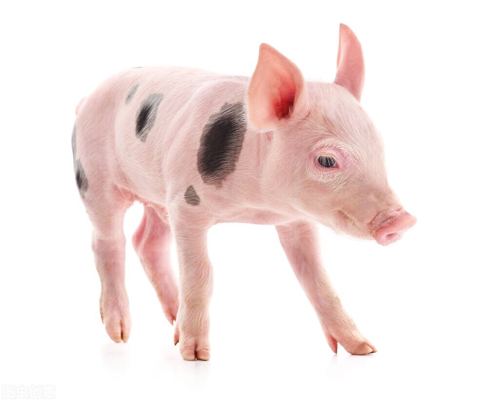 猪得伪狂犬是什么症状,猪脑炎和伪狂犬的区别