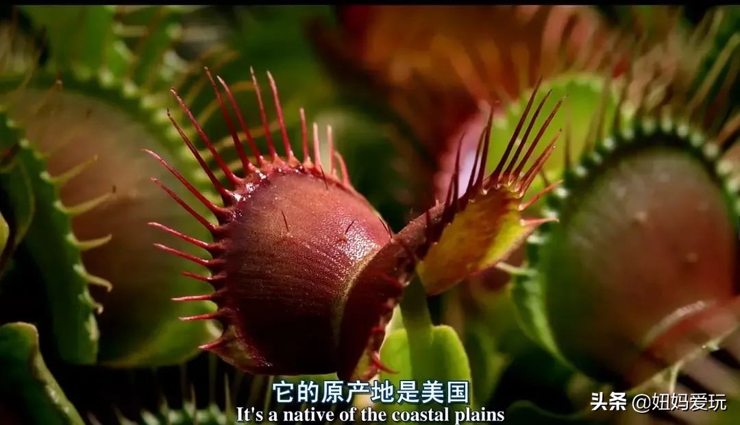 这几部口碑爆棚的宝藏纪录片,国庆孩子必看的8部神级纪录片