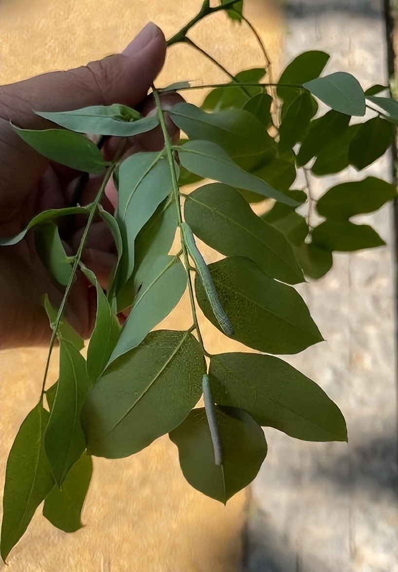 12月份园林绿化养护工作重点,元月份园林养护重点工作