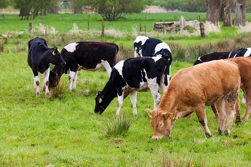 牛和马一起养可以吗,牛和牛一起养行吗