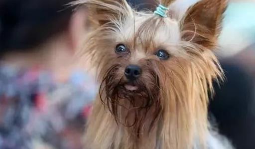 宠物狗养殖内幕,宠物饲养内幕