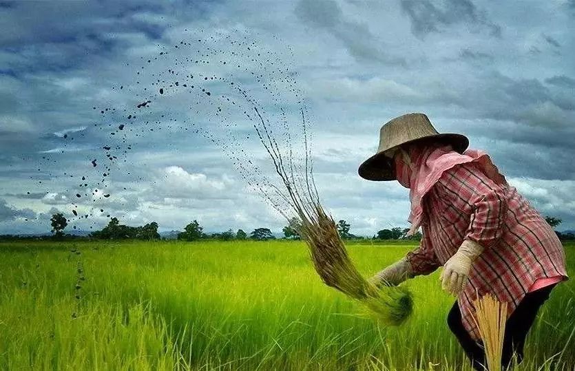 乡村改造创意工坊设计概念,极简乡村改造设计