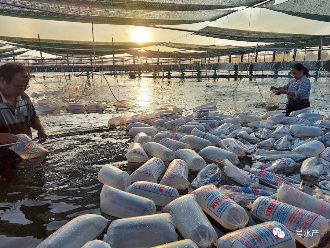 养虾100%成功,养虾30天视频