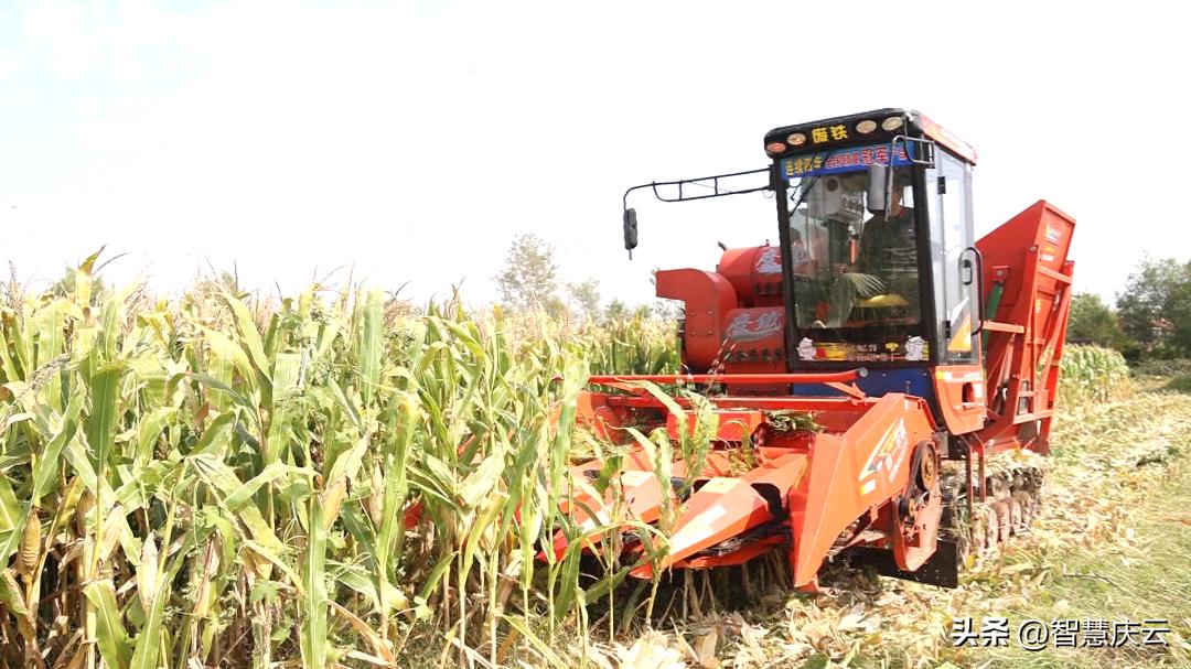 今年农户玉米亩产量,山东德州地区种啥玉米高产
