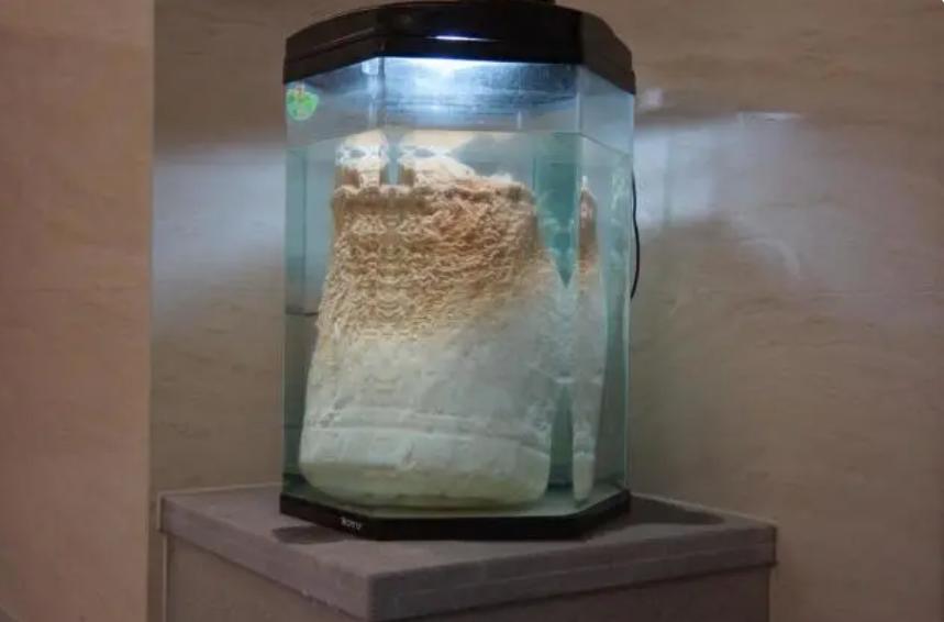 醋里面长出了一团肥肉,醋里长的肥肉