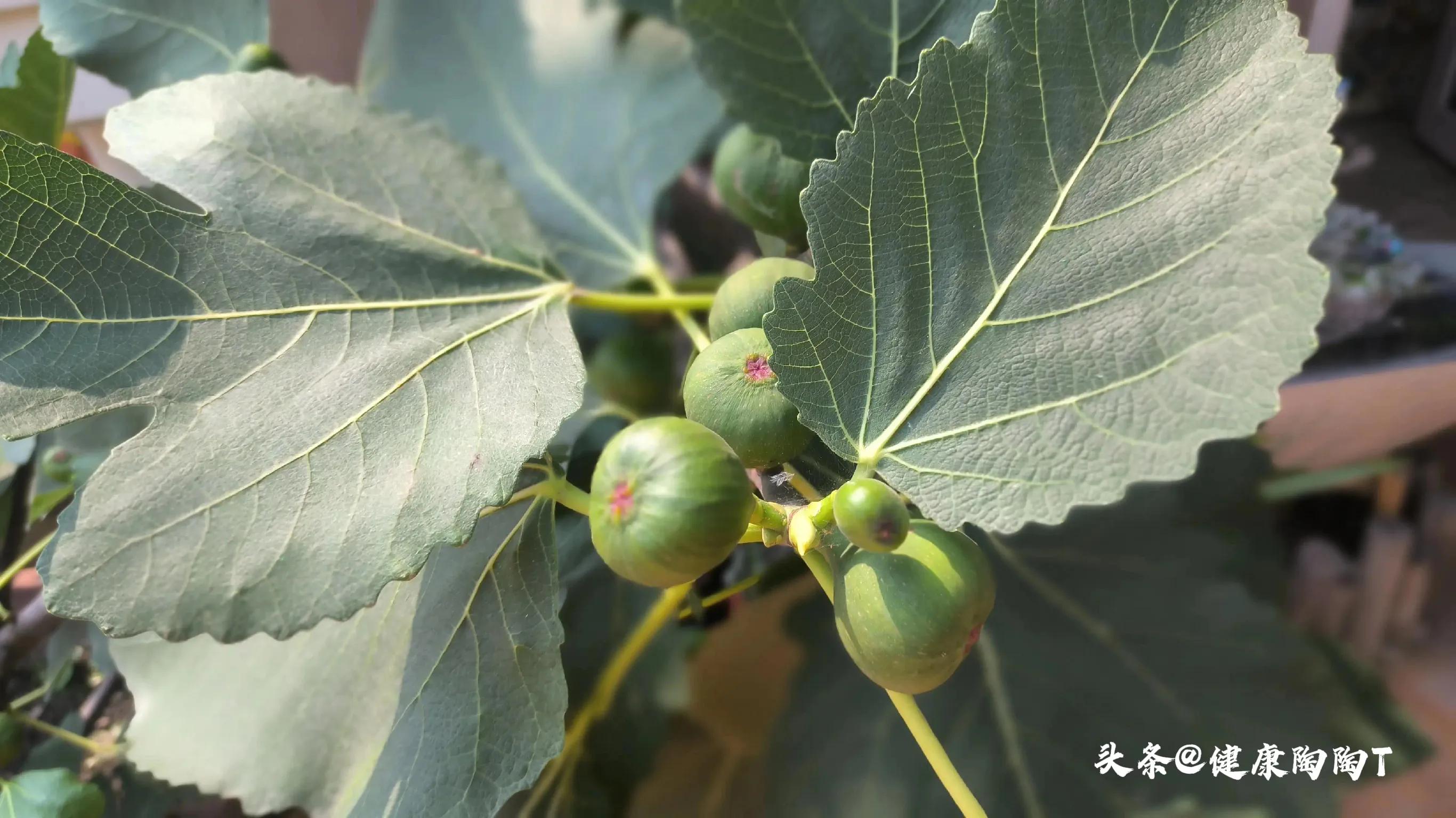 美丽的星期天小号音乐,美丽的星期天完整版