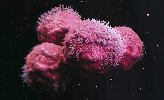 显微镜观察人体的四种组织图片,人体显微镜下的样子