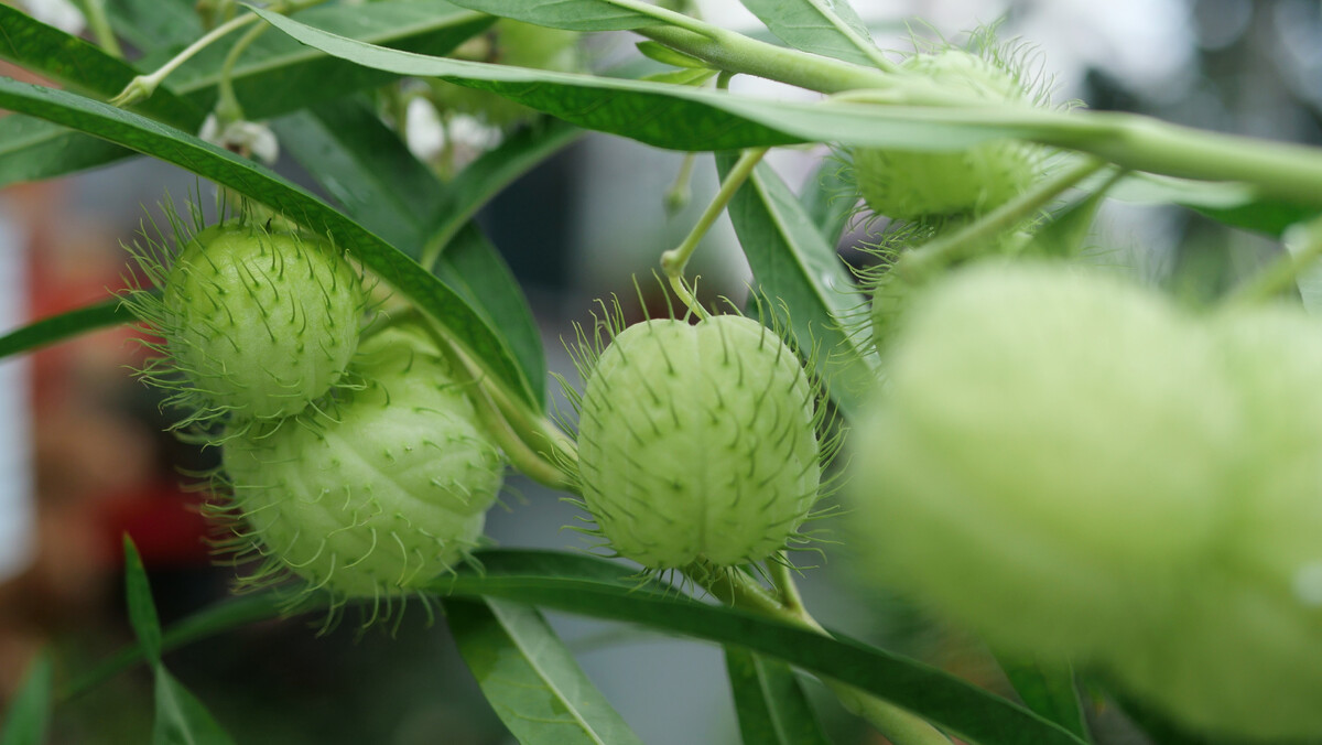 长条绿色叶子的花卉有几种,绿色花卉植物图片大全