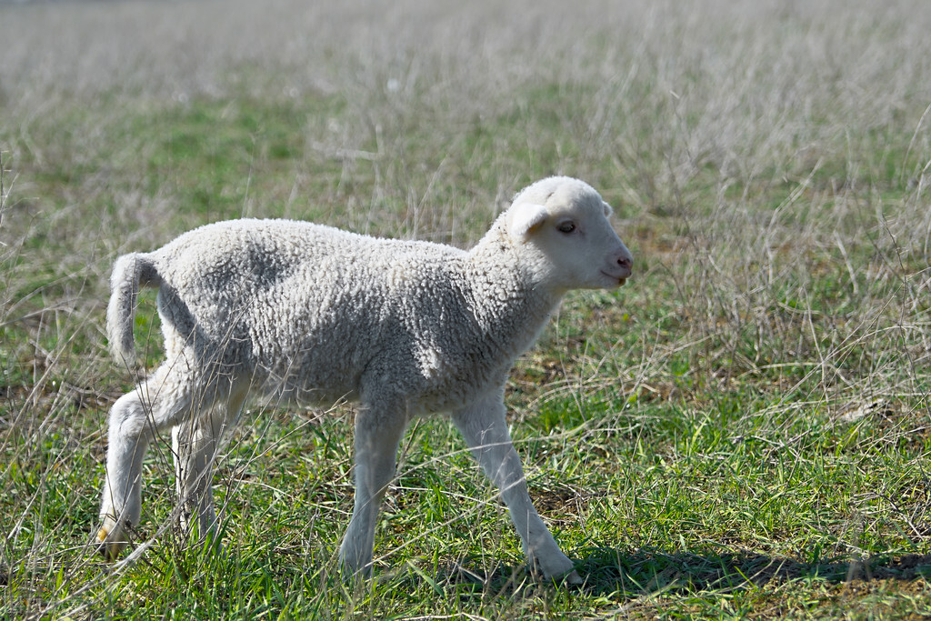 牛羊预混料有什么效果,牛羊吃预混料有啥好处