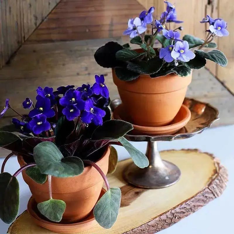 四季最好养的10种花,最适合新手养的5种花清新自然