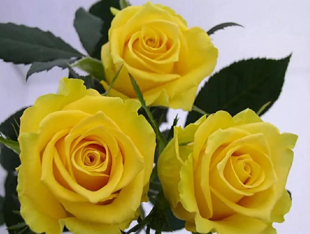 月季蔷薇玫瑰三者的区别图,蔷薇月季玫瑰的区别和联系