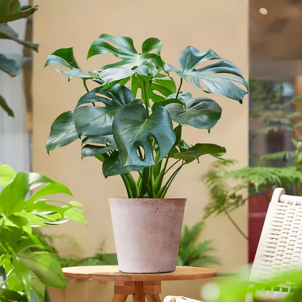 家里光照不足养的花,家里光照不足养什么植物