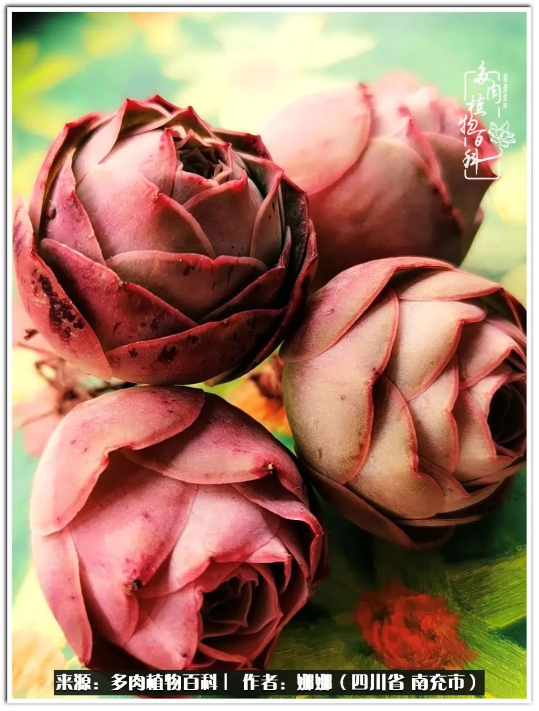 带刺的玫瑰阳台多肉,开花的玫瑰多肉