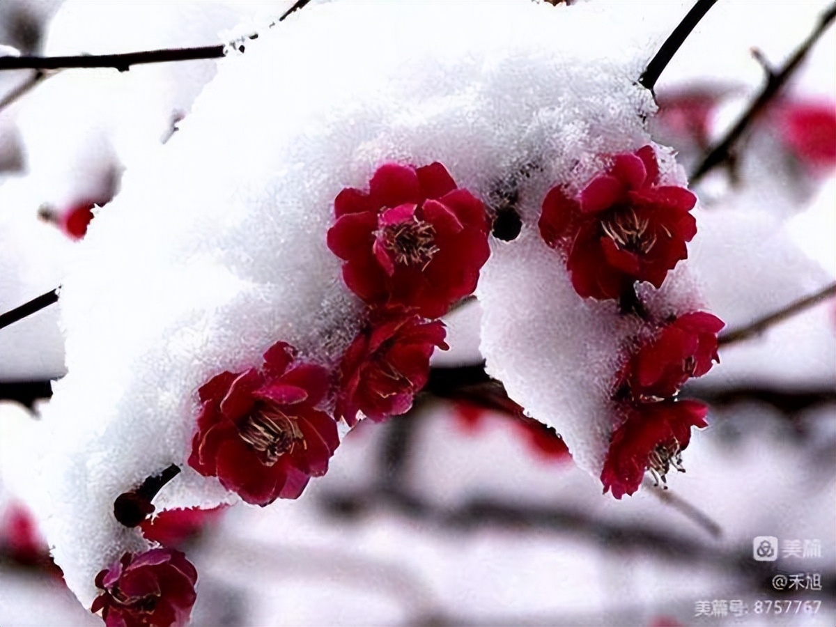 无端却被梅花恼特地吹香破梦魂,无端却被梅花恼