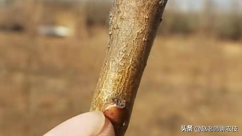 桃树修剪什么时候不留桩,桃树修剪不留桩能出来新芽吗