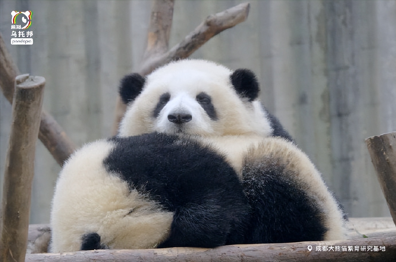 花花：接住谭爷爷给的小苹果，仿佛接住了整个世界。