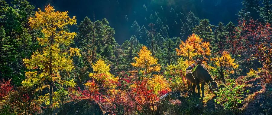 奇正藏药的前景,奇正藏药高管最新消息