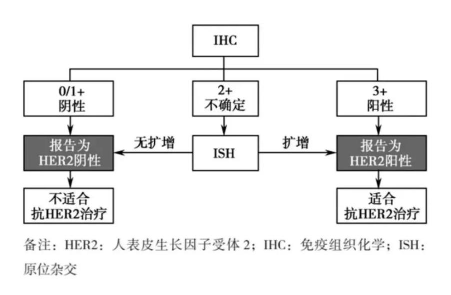 her2不表达复发率高吗,her2是阳性的就要用靶向治疗吗