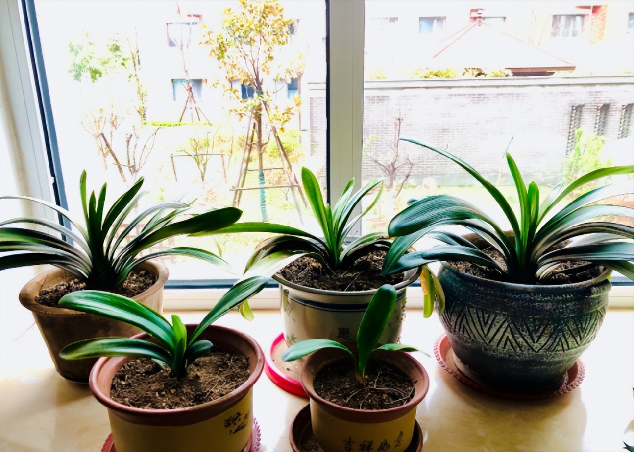 君子兰剃头后如何养,什么时候给君子兰剃头